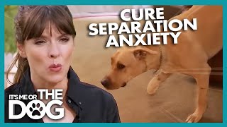 How To Cure A Dogs Separation Anxiety  Its Me Or The Dog [upl. by Casta514]