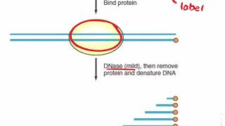 DNase Footprinting Assay [upl. by Lebasile318]