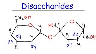 Disaccharides  Sucrose Maltose Lactose  Carbohydrates [upl. by Valeda]