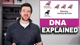 FRENCH BULLDOG DNA Explained  Recessive vs Dominate Genes [upl. by Annyrb]