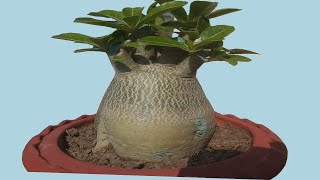 Adenium Bonsai Secrets of Massive CaudexThick Canopy and More Flowers [upl. by Bran362]