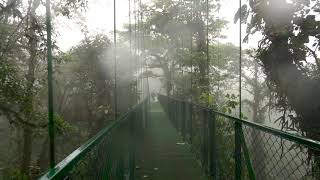 What to See in MONTEVERDE CLOUD FOREST COSTA RICA ecotourism [upl. by Waverley]