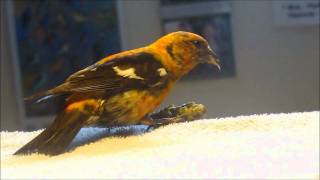 Crossbill Eating [upl. by Agnot]