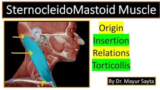 SternocleidoMastoid Muscle [upl. by Leverett]