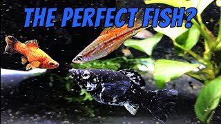 Swordtail Platy and Molly Livebearer Group Profile  Great Fish to Keep [upl. by Sitoel]