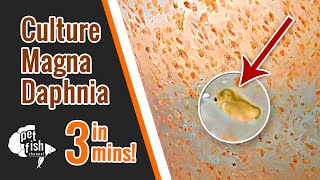 How to culture DAPHNIA MAGNA  The easy way [upl. by Aratahs289]