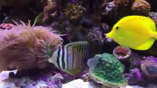 Desjardini Sailfin Tang in 180 Gallon Reef [upl. by Dorreg135]