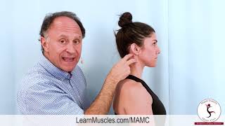 Muscle Anatomy Master Class Sternocleidomastoid Muscle Actions [upl. by Otipaga]