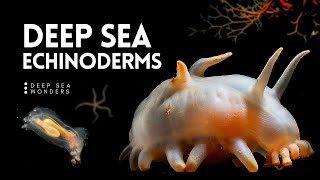 The Wonder of Deep Sea Echinoderms [upl. by Esirrehc325]