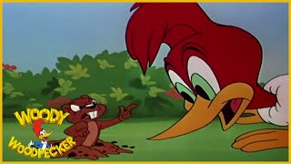 Woody Woodpecker  Wicket Wacky  Full Episodes [upl. by Hedda]