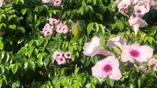 Bignonia blanca Pandorea jasminoides [upl. by Ume603]