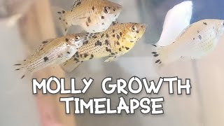 Molly Growth Timelapse  First 6 Months [upl. by Bough]