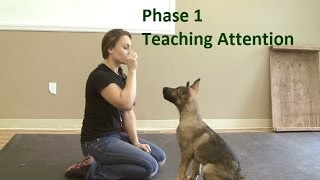 How to Train a Dog to Pay Attention K91com [upl. by Skell579]