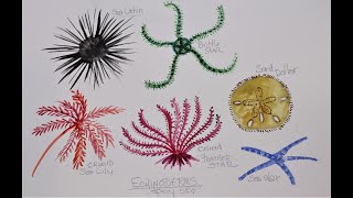 How to Paint an Echinoderm [upl. by Ahcsap]