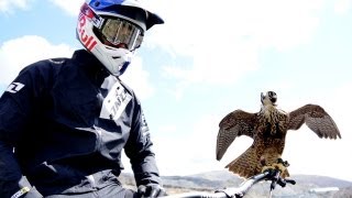 Peregrine falcon hunts downhill rider with Red Bull channel  BBC Earth Explore [upl. by Tiernan998]