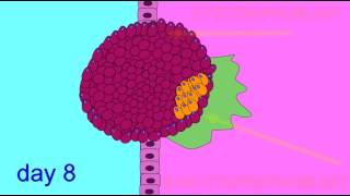 EMBRYONIC DEVELOPMENT TROPHOBLAST [upl. by Acinok]