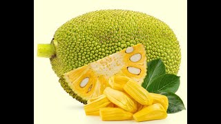 Jackfruit Artocarpus heterophyllus [upl. by Duaner]