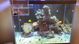 Acclimating Freshwater Mollies to Reef Tank 🆒 [upl. by Enegue]