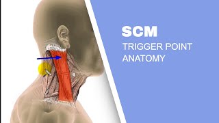 Sternocleidomastoid Muscle SCM Trigger Points [upl. by Essa]