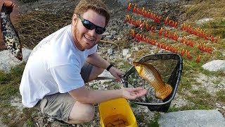 Fishing for Mollies Everglades Adventure Part 1 [upl. by Virgie]