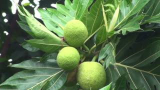 Breadfruit Artocarpus altilis [upl. by Ahsilram]