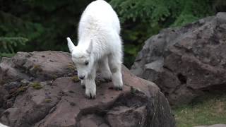 Baby Mountain Goat Learns to Climb [upl. by Adia141]