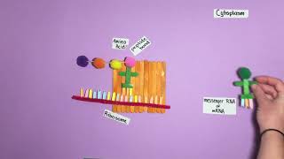 Polypeptide Synthesis Model [upl. by Ahsak]