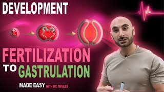 Introduction to Embryology  Fertilisation to Gastrulation Easy to Understand [upl. by Ardnuhsed8]