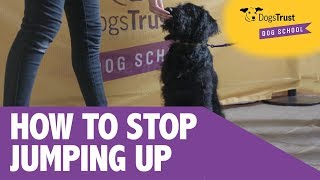 How To Stop Your Dog Jumping Up  Dogs Trust Dog School [upl. by Arhna]