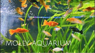 125 Gallon Sailfin Molly Aquarium  Colorful Molly Fish • Sailfin Mollies • Swordtails  1080p HD [upl. by Attenoj]