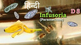 Infusoria culture  in Hindi  How to culture Infusoria or Paramecium easily in home [upl. by Wickman]