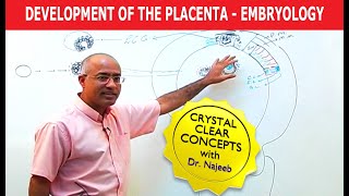 Development Of the Placenta  Embryology🩺 [upl. by Naik374]