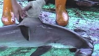 Over 73 Million Sharks Killed Every Year for Fins [upl. by Iahc]