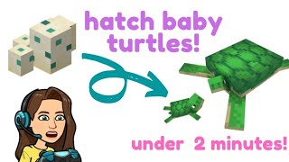 How to QUICKLY HATCH TURTLE EGGS in Minecraft [upl. by Llet899]