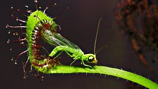 Top 20 Carnivorous Plants That Eat Animals [upl. by Zoe121]