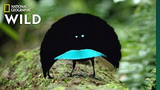 Rare Footage of New Bird of Paradise Species Shows Odd Courtship Dance  Nat Geo Wild [upl. by Podvin]