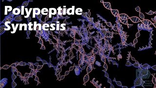 Polypeptide Synthesis [upl. by Billi123]