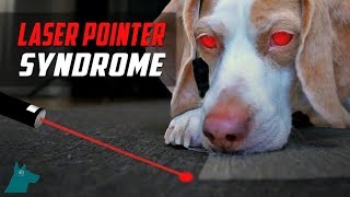 Laser Pointer Syndrome in Dogs DONT USE THEM [upl. by Yrellih]