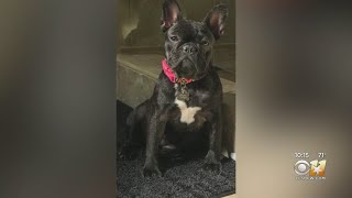 Coppell Familys French Bulldog Drowns While In The Care Of Rover App Pet Sitter She Was Our Baby [upl. by Rushing]