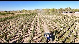 Kiri tree Paulownia plantation in Spain by WeGrow new version with tracking [upl. by Gery]