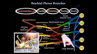 Brachial Plexus Branches  Everything You Need To Know  Dr Nabil Ebraheim [upl. by Ellenwahs952]