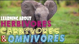 Learning About Herbivores Carnivores and Omnivores [upl. by Rhody]