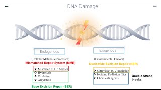 DNA Repair Mechanisms Part 1 [upl. by Odlabso97]