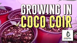 How to prep COCO COIR for indoor growing [upl. by Sanchez]