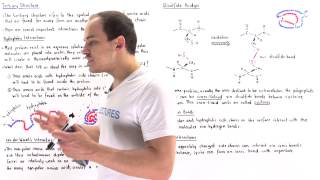 Tertiary Structure of Proteins [upl. by Stafford]