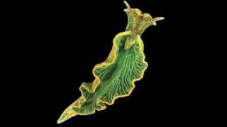 Elysia Chlorotica A SapSucking SolarPowered Sea Slug [upl. by Alrzc]