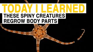 TIL These Spiny Sea Creatures Can Regrow Lost Body Parts  Today I Learned [upl. by Irmgard645]