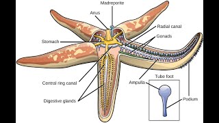 water vascular system in echinoderms [upl. by Alled291]