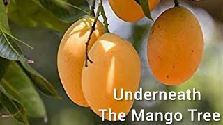 Underneath the Mango Tree  Cibelle [upl. by Ridinger]