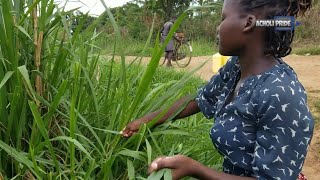 Village life in Uganda AFRICA [upl. by Itsrik]